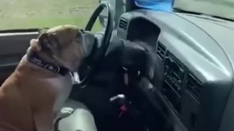 Very Funny Dog must watch this video.