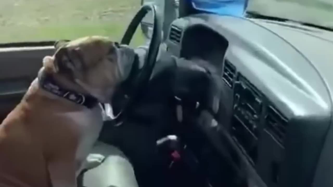 Very Funny Dog must watch this video.