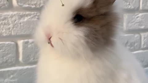 Cute