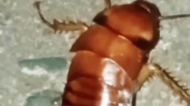 A very badly injured cockroach