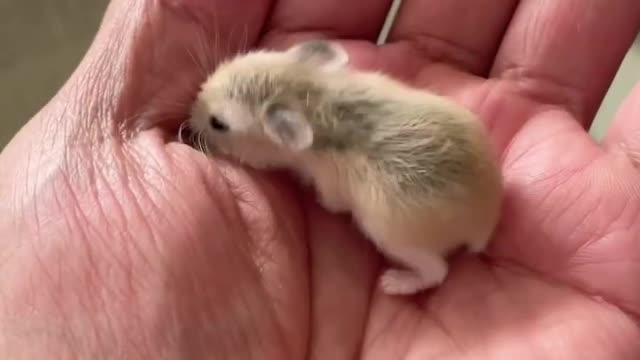 17dayoldhamster#shorts#pets