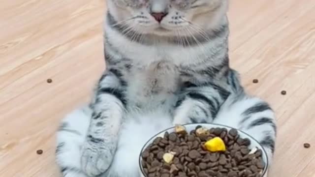 Animal World Series 99