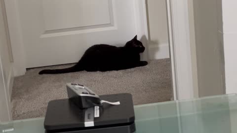 Adopting a Cat from a Shelter Vlog - Cute Precious Piper is an Attentive Security Guard