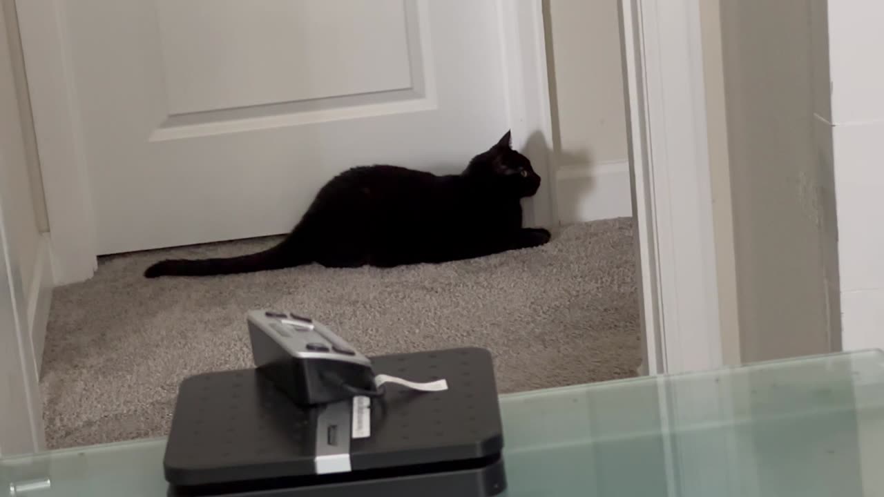 Adopting a Cat from a Shelter Vlog - Cute Precious Piper is an Attentive Security Guard