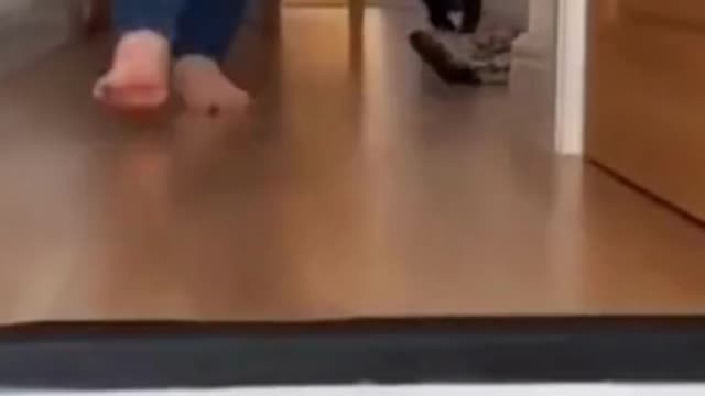 Best Funny Animal Compilation Part 1