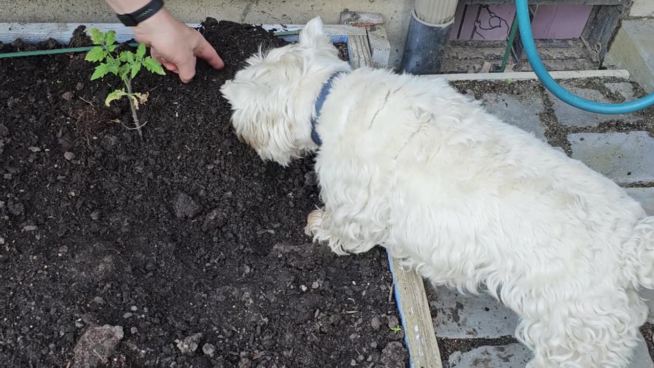 Jack with new bone