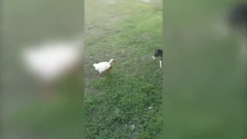 OLD DOG NEW FAILS / Dogs Failing Compilation