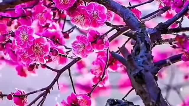 #snow #flowers #aesthetic #relax #wonderful #beauty #foryou #tiktok #sceneryvideos #scenery