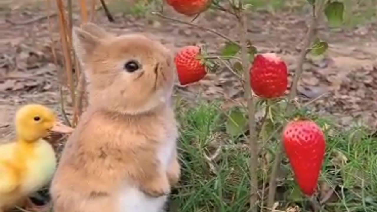 Cute Rabbit I Animal Lovers