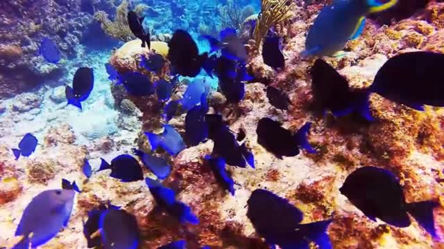 The most beautiful coral reefs and undersea creature on earth