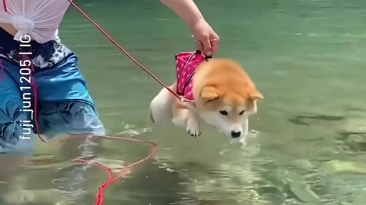 Cute dog , How to Train Your swimming