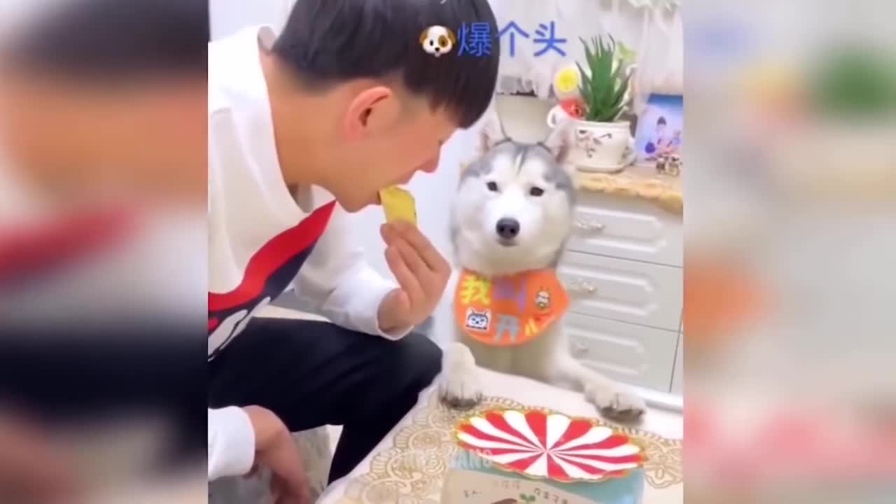 Funny Animals reaction in Cutting a dog cake