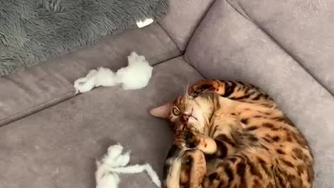 Cat destroys pillow and acts like it's okay