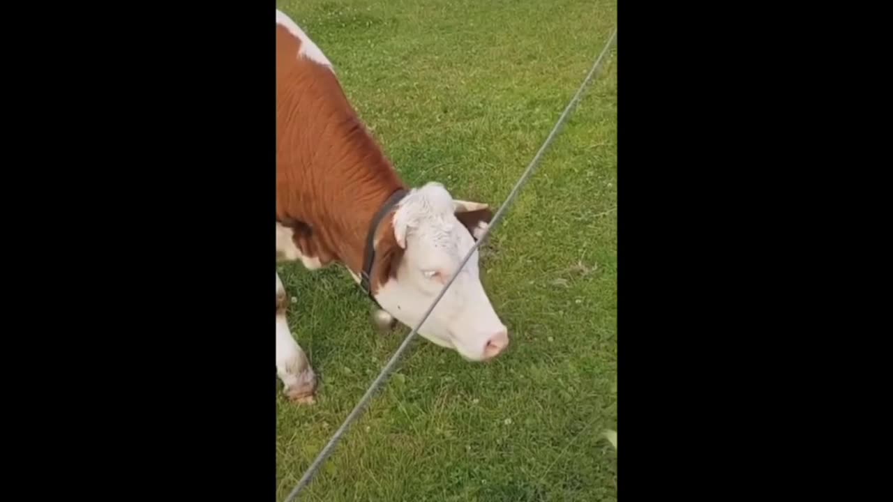 Funny animals video #2 / best compilation of 2023