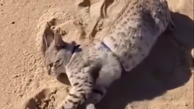 Wow never seen a cat liking the water 💦