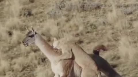 How to deer escape