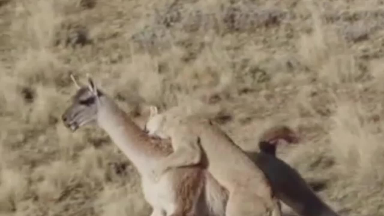 How to deer escape