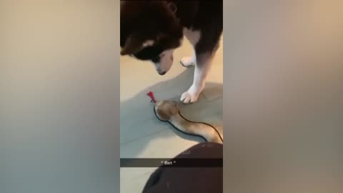 Best Funny Animal Videos Of The 2022 🤣 - Funniest Cats And Dogs Videos 😺😍 (49)