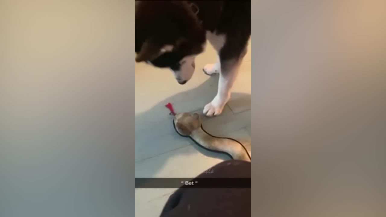 Best Funny Animal Videos Of The 2022 π€£ - Funniest Cats And Dogs Videos πΊπ (49)