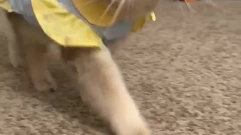cat said : mommy where is my food... i'm hungry🥰🥰🥰