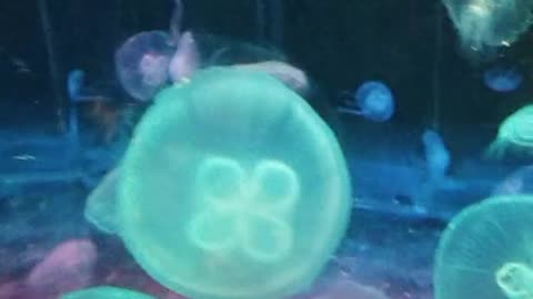 jellyfish