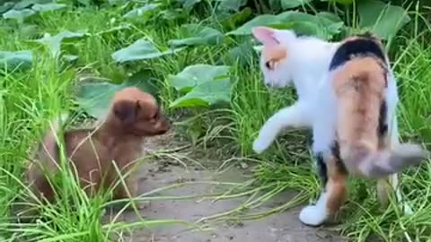 Must watch Cute video