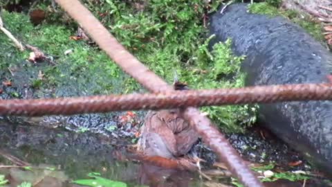 Adorable little Wren having a bathe