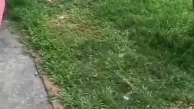 funny cats short videos|😂| part 183 |👍| Hello cats #shortvideo #shorts
