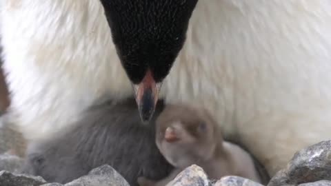 Golden penguin chick