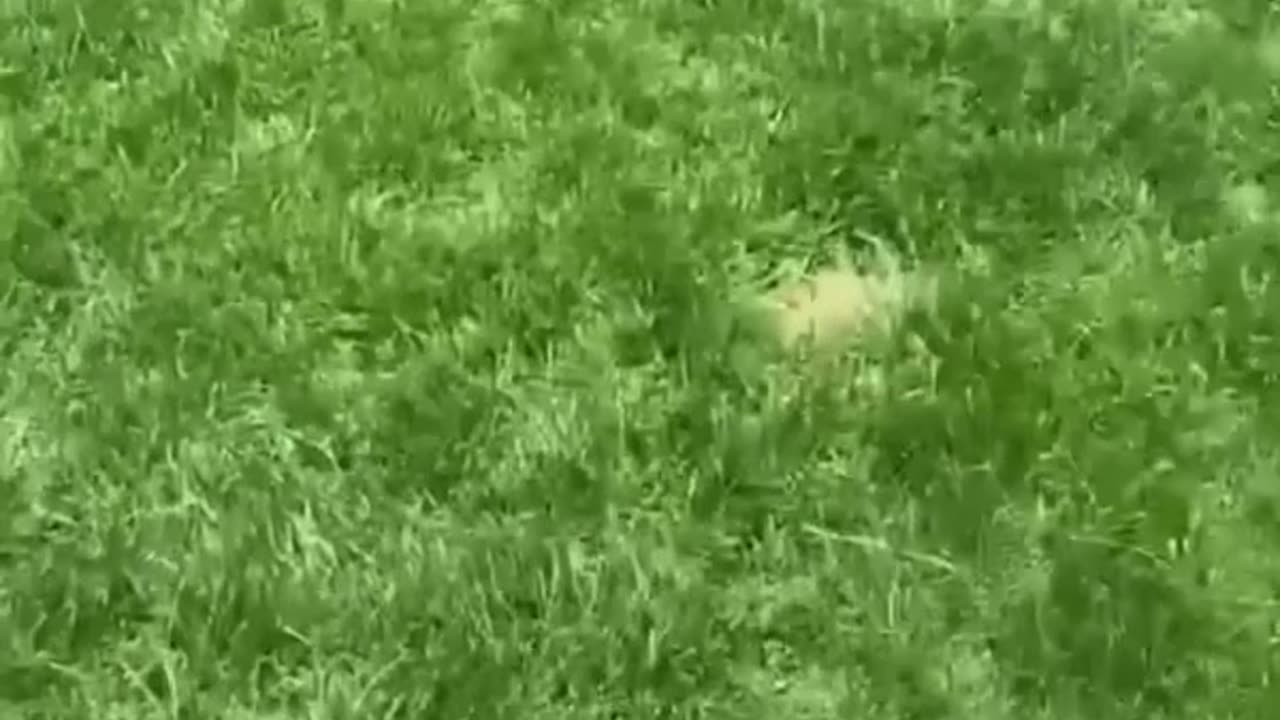 The end 😂😂😂 #viral #shorts #fails #funny #comedy #fun 6