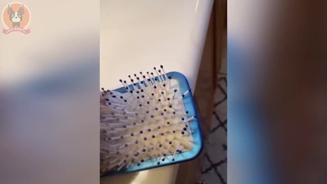funny catππ