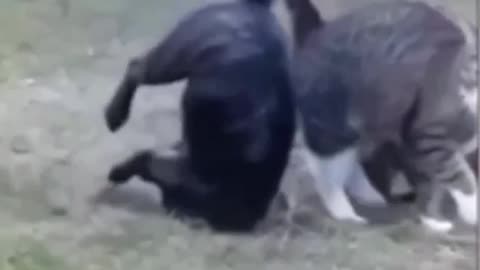 Cat vs dog