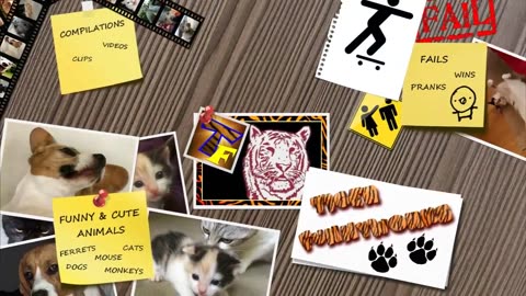 Monkey Mischief : Hilarious Pranks and Antics caught on camera