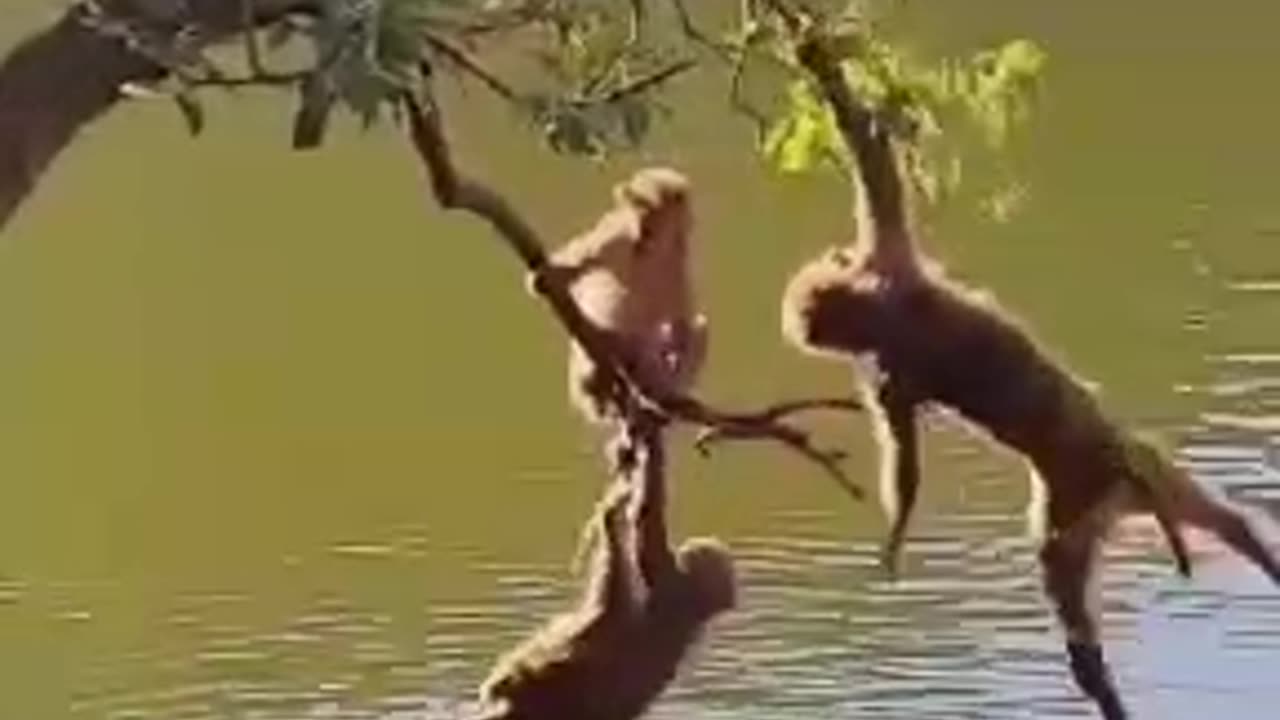 Monkey playing and enjoying