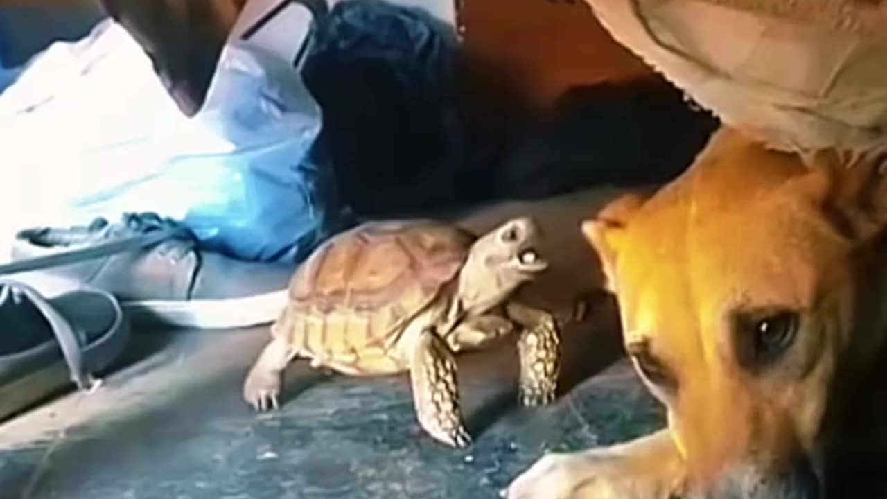 Fight between turtle and dog