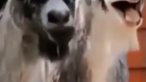 Funny goat video | goat video | best funny video | #rumble| animal video