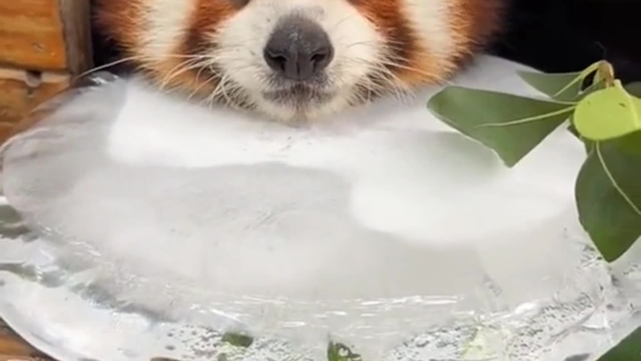 How to keep a Red Panda cool this summer