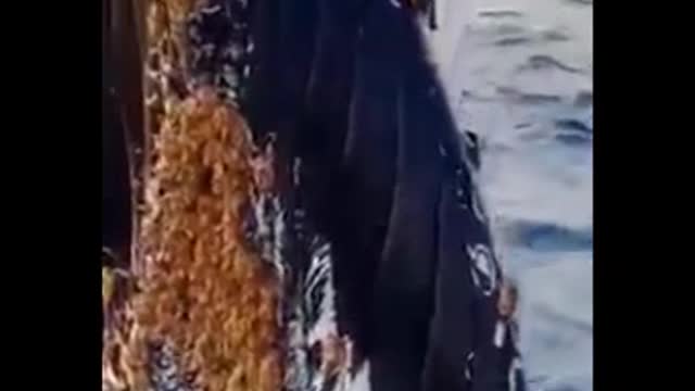 #Shorts.Youtube shorts video.Youtube shorts.King of the seas.