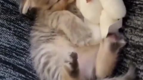 Cats looks soo cute 😍
