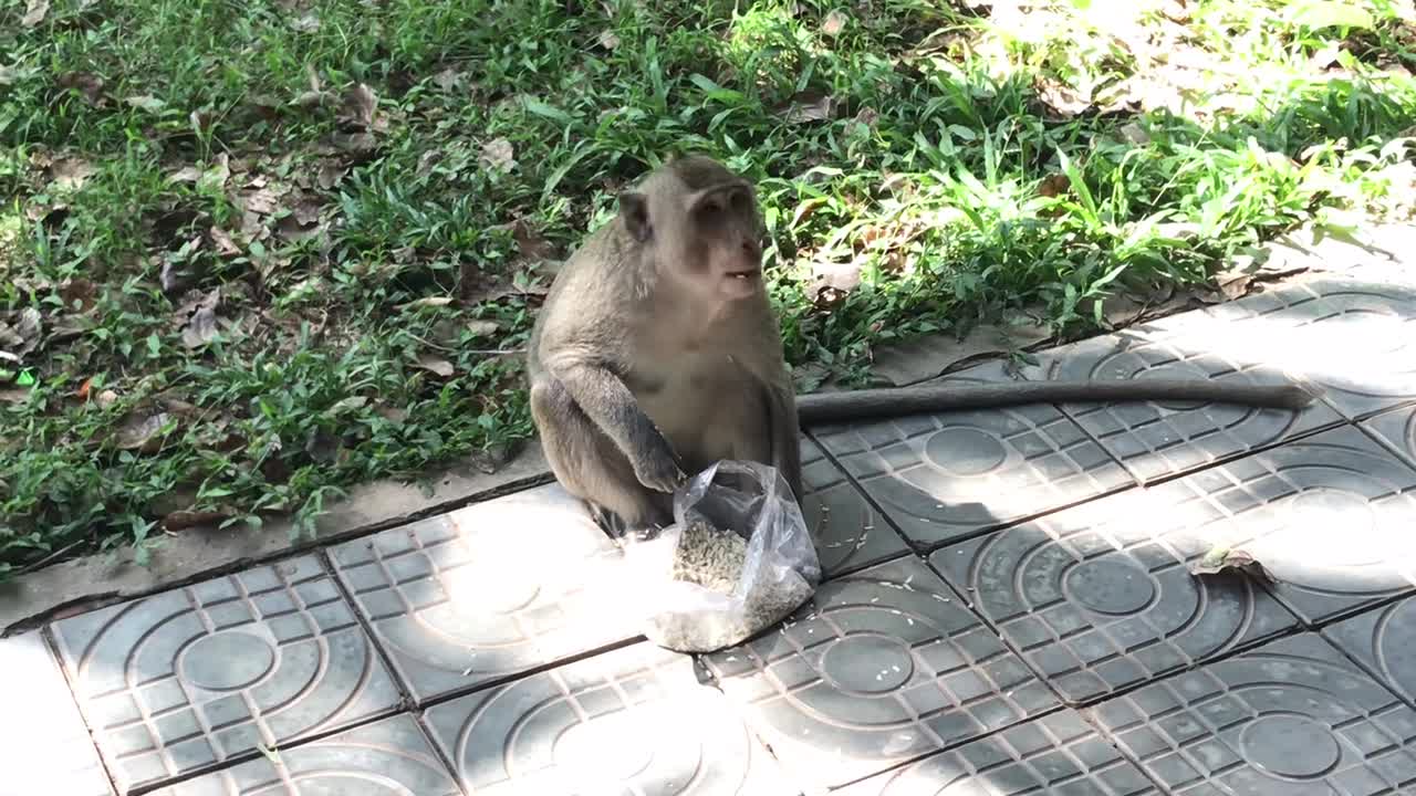 Monkey eats very delicious pouded rice