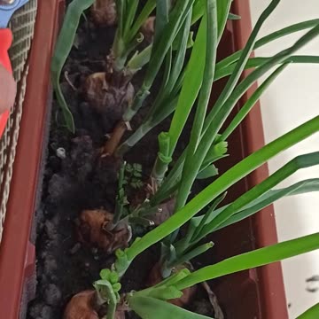 Green onion for sandwich