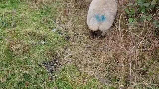 Freeing a Sheep From a Bramble Bush