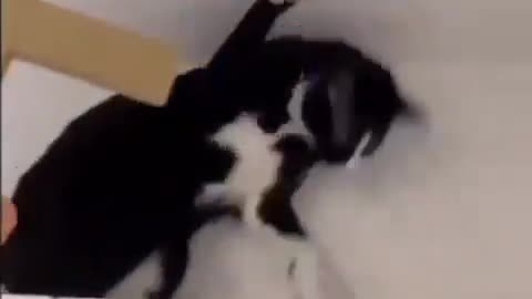 Possessed Cat