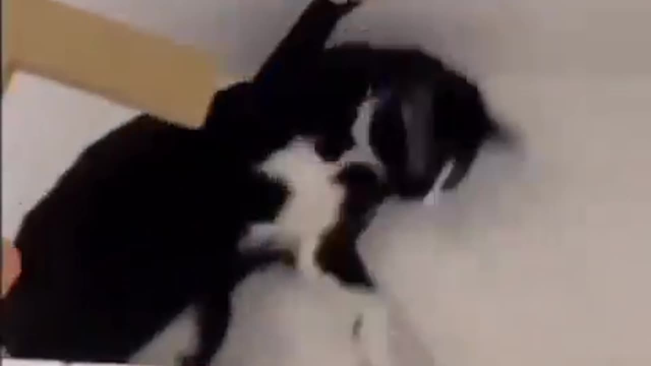 Possessed Cat