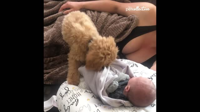 Puppies & Babies Can you handle the sweetness-! part 3 👶♥️🐶