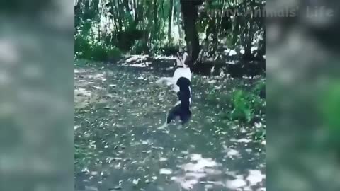 Funniest 🐶 Dogs and 😻 Cats - Awesome Funny Pet Animals Life Videos 😇