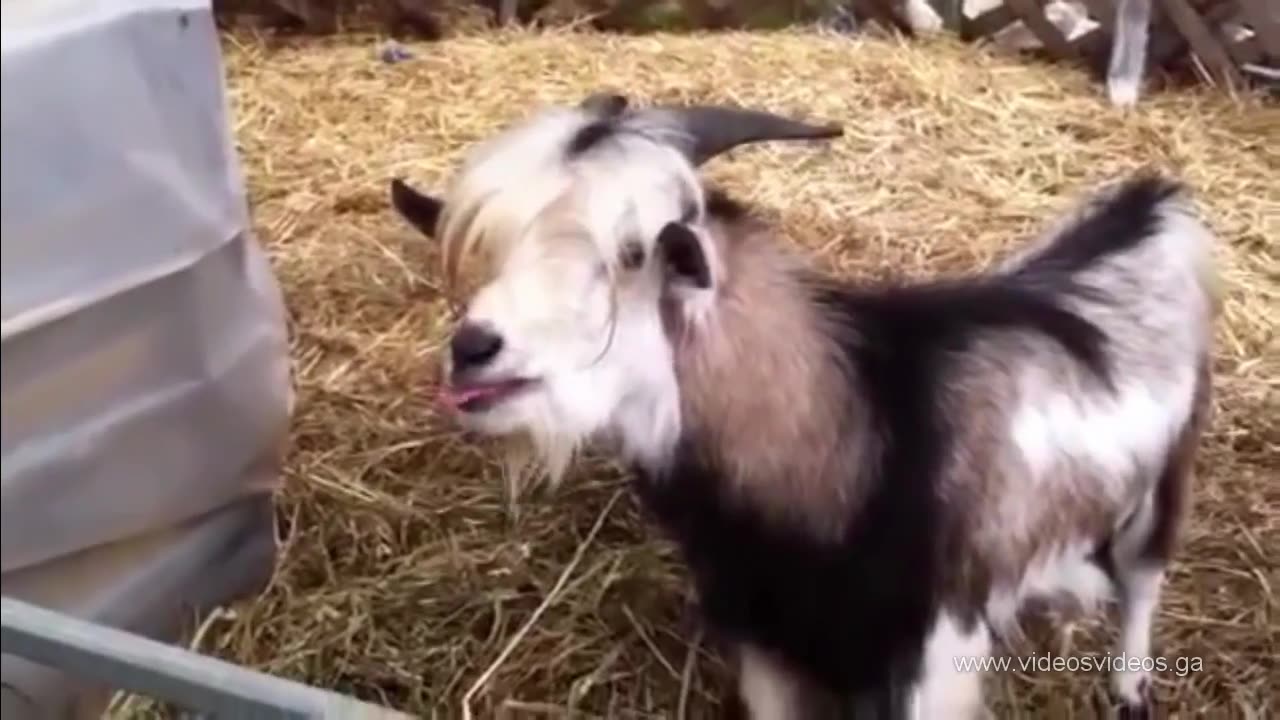 Dogs talking with human babies!!