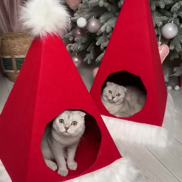 "Cardboard Dream House" or "Feline's Retreat"