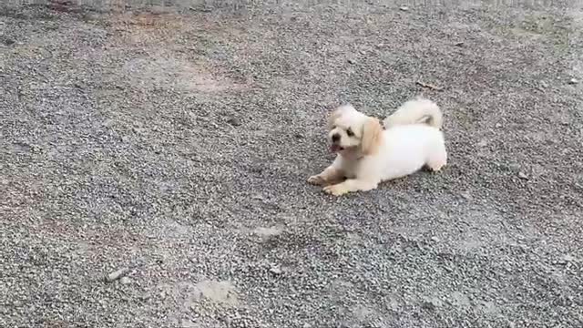 Three Dogs With A Cat, They Live Together and Play Around Peacefully