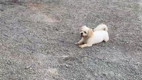 Three Dogs With A Cat, They Live Together and Play Around Peacefully